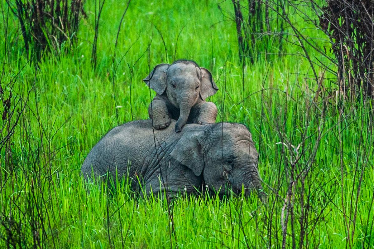 An adult elephant rests in tall green grass while a baby elephant sits on its back. The elephants are surrounded by vibrant green vegetation.