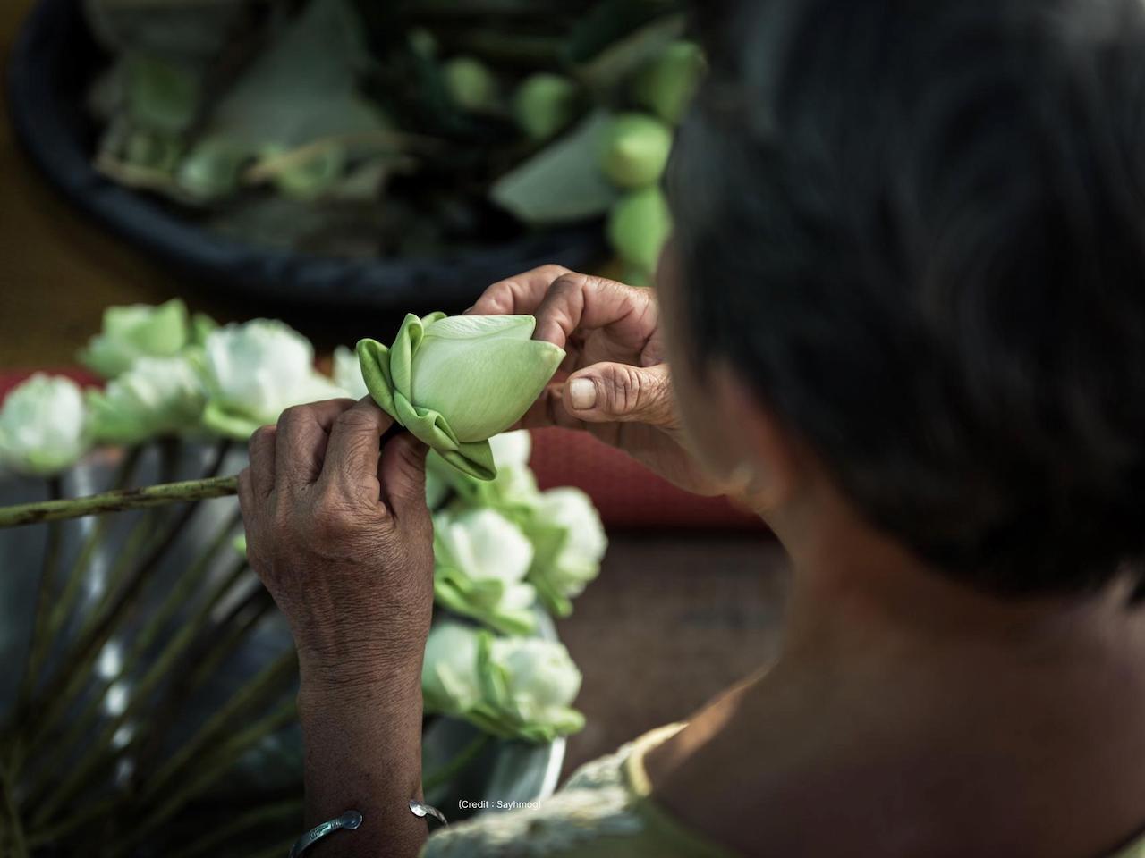 A person is holding and inspecting a white lotus flower. Other lotus flowers are visible in the foreground and background.