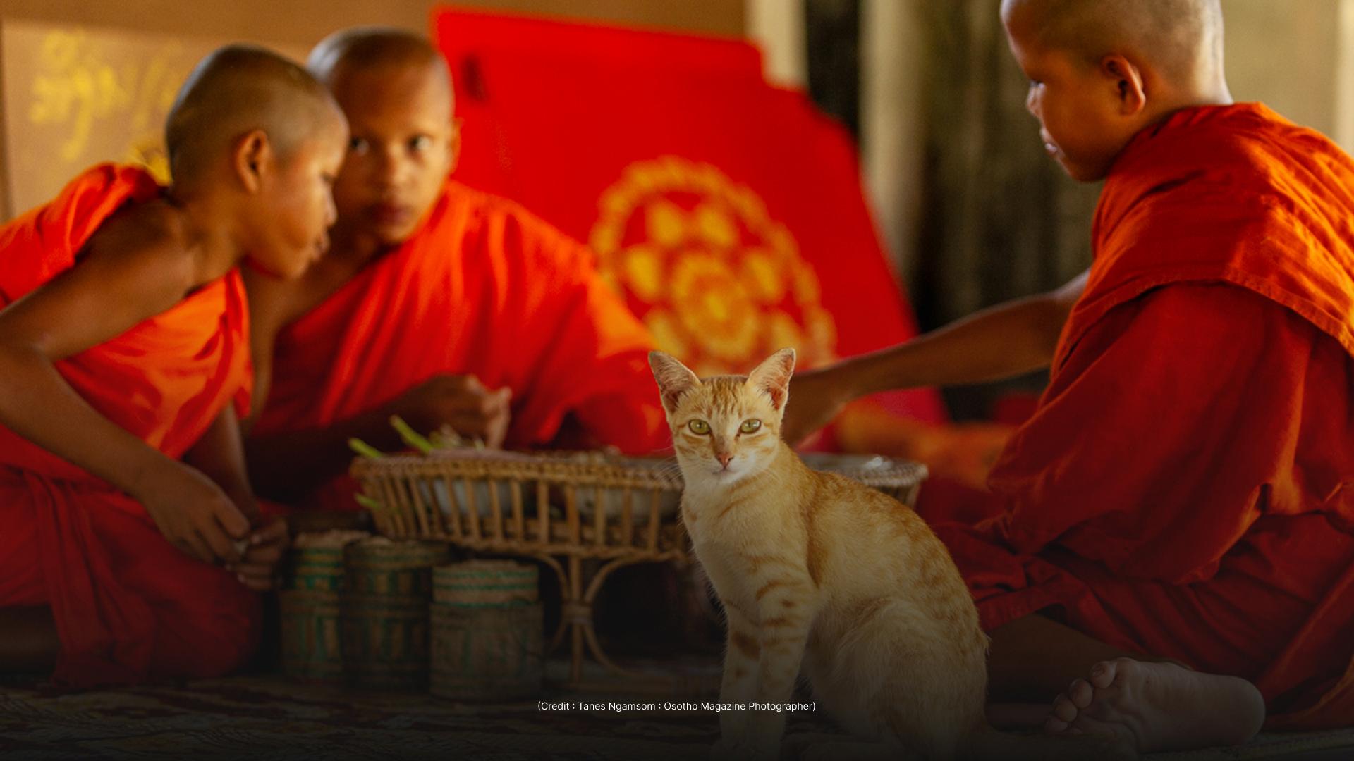 The image shows three young Buddhist monks in orange robes sitting and interacting with each other. A cat is sitting in the foreground, looking directly at the camera.