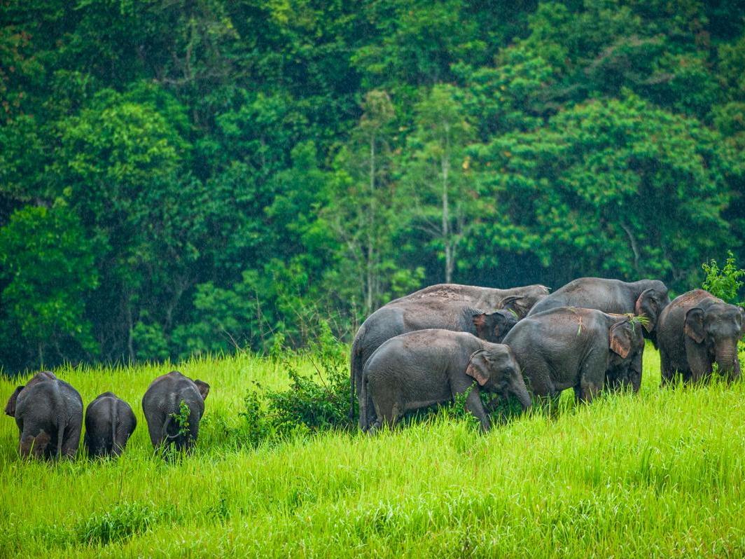A herd of elephants is grazing in a lush green field, with a dense forest in the background. Rain is falling, adding to the vibrancy of the scene.