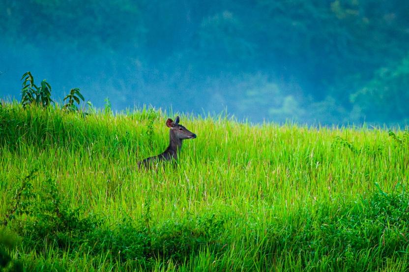 Gallery - The WILD - 1