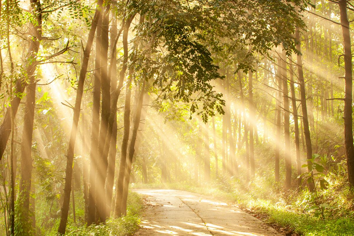 Gallery - The WILD - 2