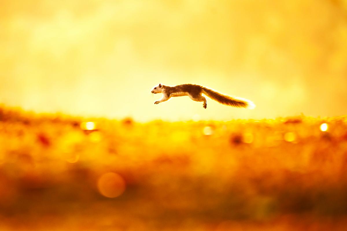 Gallery - The WILD - 4