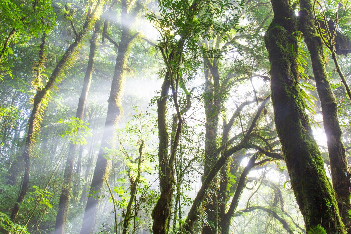 Gallery - The WILD - 5