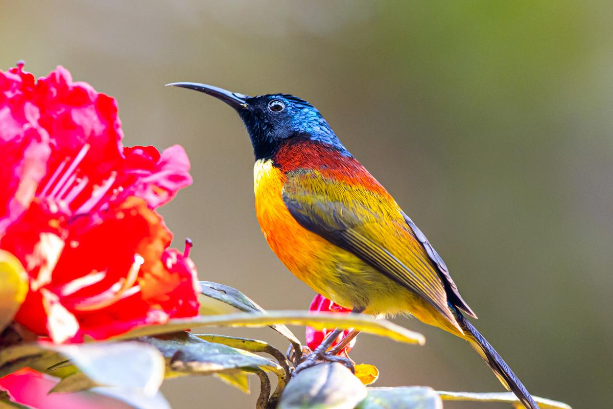 Gallery - The WILD - 6