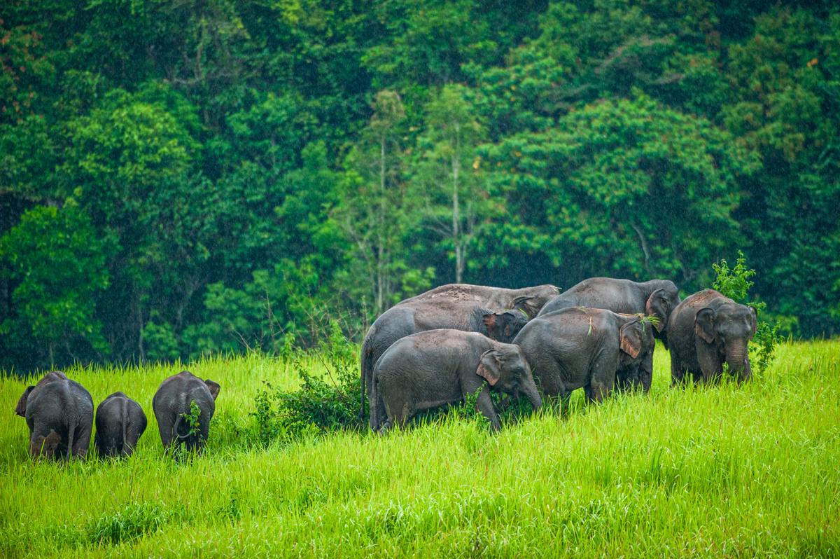 Gallery - The WILD - 9